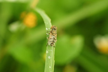 Yaprağın üzerinde bulanık arkaplanı olan bir sineğin yakın görüntüsü