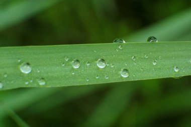 Arkaplan için yeşil yaprağa su damlaları.