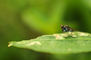 Soyguncu sineğin yakın plan fotoğrafı. Dal üzerinde 