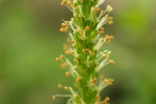 stock image Photo of Broadleaf plantain or Plantago Major with blurred background