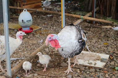 Kraliyet palmiye hindisi fotoğrafı.