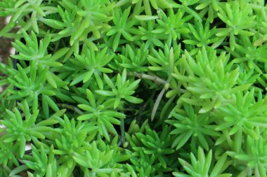 Sedum Lineare fabrikasının kapatılması