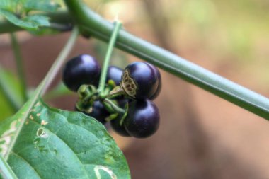 The fruit of Solanum nigrum or European black nightshade or leunca is usually served as a vegetable salad known as Karedok Leunca by Sundanese people. clipart