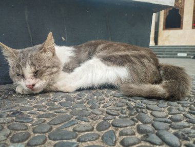 Bir kedi yaralı bir gözle yerde yatar.