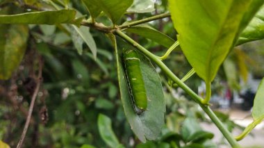 Canlı Yeşil Kireç Kuyruklu Kırlangıç Tırtıl 'ın Limon Ağacı Yaprağında Sürtünüşü' nün yakın görüntüsü