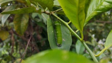 Canlı Yeşil Kireç Kuyruklu Kırlangıç Tırtıl 'ın Limon Ağacı Yaprağında Sürtünüşü' nün yakın görüntüsü