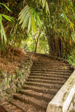 Bambu ormanındaki eski taş merdivenler.