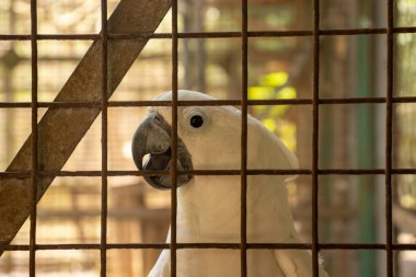 Kuş kafesinin arkasındaki beyaz şemsiyeli papağan resmi.