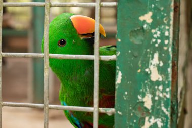 Bir kuş kafesinin arkasında erkek Eclectus papağanının yakın plan fotoğrafı.