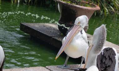 Hayvanat bahçesindeki gölde uyuyan pelikanlar