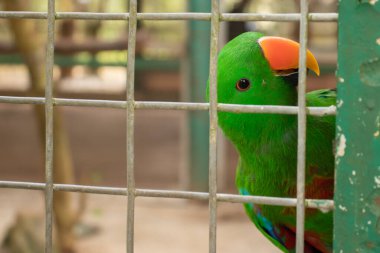 Bir kuş kafesinin arkasında erkek Eclectus papağanının yakın plan fotoğrafı.