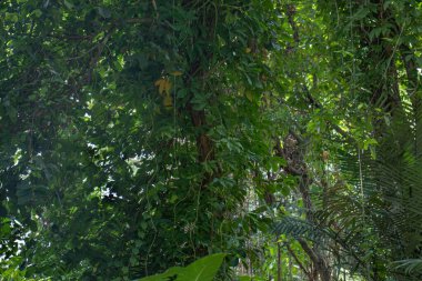 yeşil orman arka planı ve sarmaşıklar