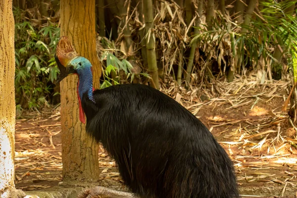 New Guinea\'s exotic bird, the double wattle Cassowary, a large flightless black bird