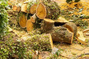 Karanfil gövdesi parçaları, sarı renk.