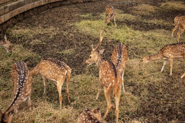 Bir grup benekli geyik ya da hayvanat bahçesindeki Hindistan geyiği.