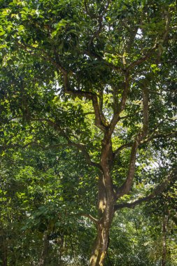 Yeşil ağaçlar ve dallar Bulutlu gökyüzü ile öğle vakti