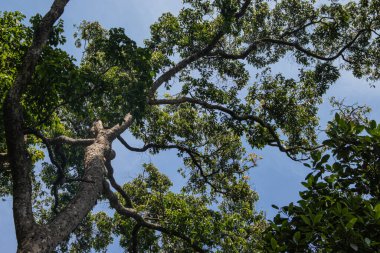 Gün içinde mavi gökyüzünde ağaç dalı
