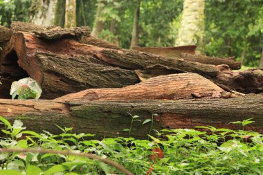 Bazı yıpranmış kütükler ve ormandaki temiz ağaç kabukları.