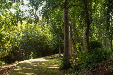 Old stone path around the trees and bamboo in the park