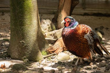 common pheasant or ring-necked pheasant walks on rocky sand in the bright sunlight