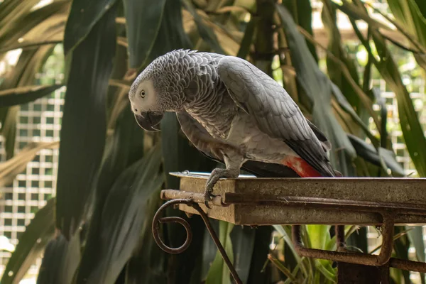 african gray parrot standing on metal bird feeder in birdcage