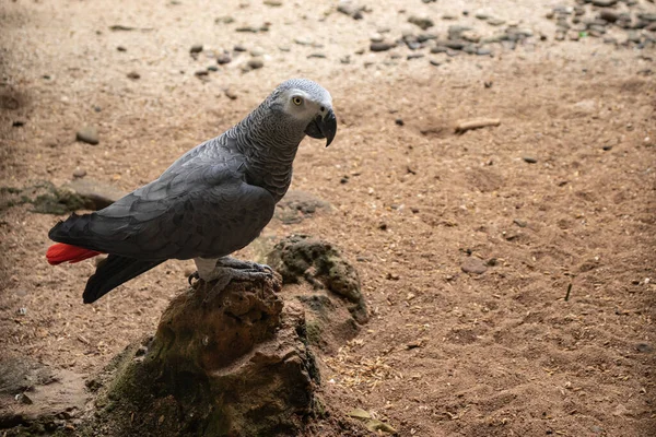 african gray parrot standing on a rock, photo has sandy ground background also text space