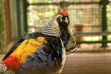 close up photo of a male Lady Amherst pheasant in a birdcage looking to the camera