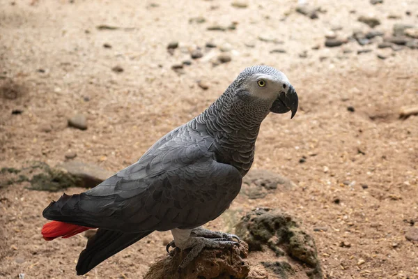 african gray parrot on a rock and has a sandy soil background