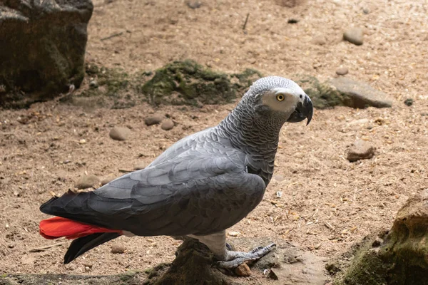 african gray parrot walking on sandy ground