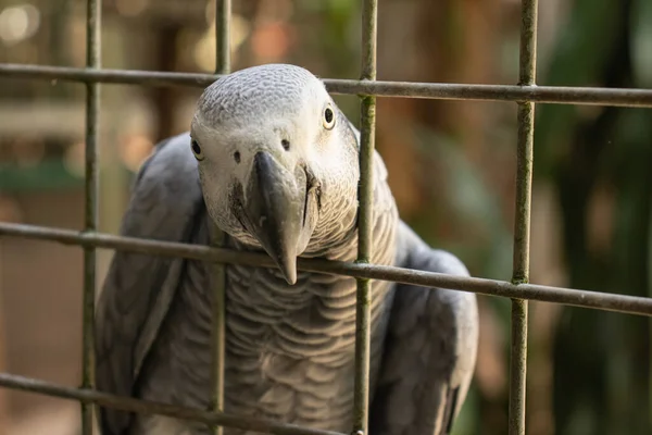 african gray parrot its head sticking out of the birdcage