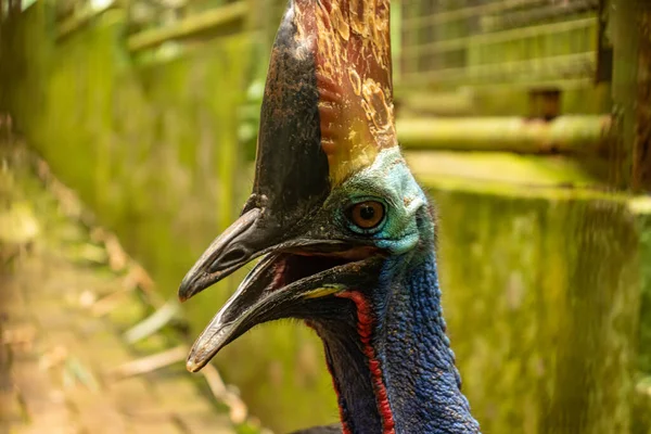 New Guinea exotic bird head, double wattle cassowary, large black flightless bird