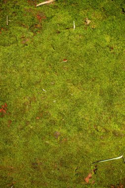 Moss green texture. Moss background. Green moss on soft ground texture