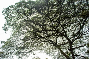 silhouette of Abstract branch on white sky at day time