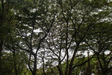 silhouette of abstract trees and branches against white sky during day time with green trees background