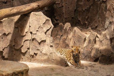 the leopard is laying down in the cage at zoo