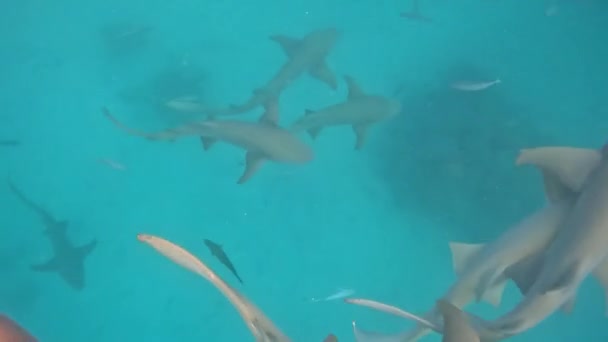 파라다이스의 환초에서 간호사 상어와 스노클링하는 — 비디오