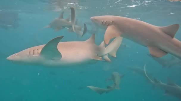 在天堂马尔代夫瓦加环礁与护士鲨鱼一起潜水 — 图库视频影像