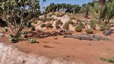 Timsah Adrenalin Dozu Agadir, Drarga, Fas