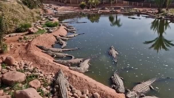 Adrenaline Dose Crocoparc Agadir Drarga Morocco — 비디오