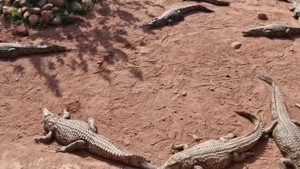 Доза Адреналина Crocoparc Agadir Drarga Morocco — стоковое видео