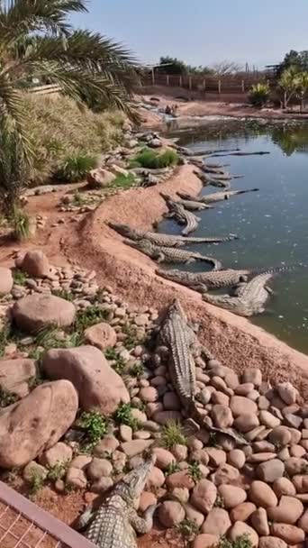 Доза Адреналина Crocoparc Agadir Drarga Morocco — стоковое видео