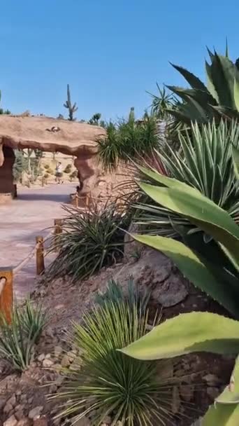 Dawka Adrenaliny Crocoparc Agadir Drarga Maroko — Wideo stockowe