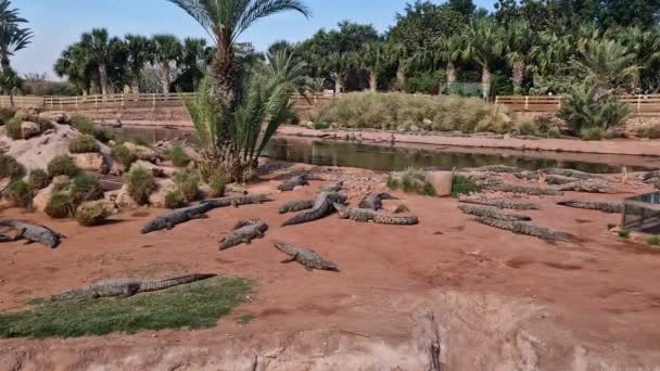 Adrenalindos Vid Crocoparc Agadir Drarga Marocko — Stockvideo