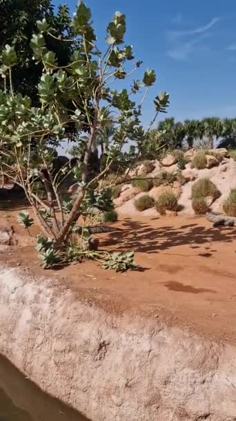 Δόση Αδρεναλίνης Στο Crocoparc Agadir Drarga Μαρόκο — Αρχείο Βίντεο