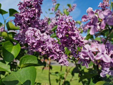 Powsin 'deki Polonya Bilimler Akademisi Botanik Bahçesi' nde bahar çiçeklerinin inanılmaz bir paleti.