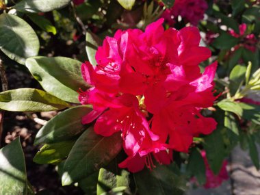 Powsin 'deki Polonya Bilimler Akademisi Botanik Bahçesi' nde bahar çiçeklerinin inanılmaz bir paleti.