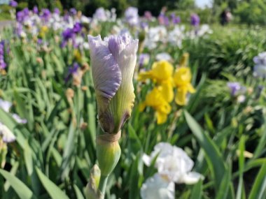 Powsin 'deki Polonya Bilimler Akademisi Botanik Bahçesi' nde bahar çiçeklerinin inanılmaz bir paleti.