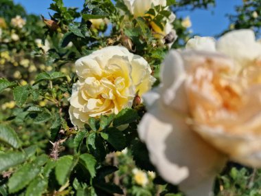 Powsin 'deki Polonya Bilimler Akademisi Botanik Bahçesi' nde bahar çiçeklerinin inanılmaz bir paleti.