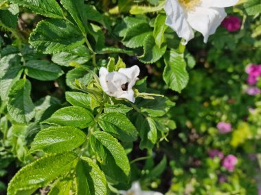 Powsin 'deki Polonya Bilimler Akademisi Botanik Bahçesi' nde bahar çiçeklerinin inanılmaz bir paleti.