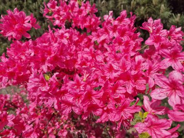 Powsin 'deki Polonya Bilimler Akademisi Botanik Bahçesi' nde bahar çiçeklerinin inanılmaz bir paleti.